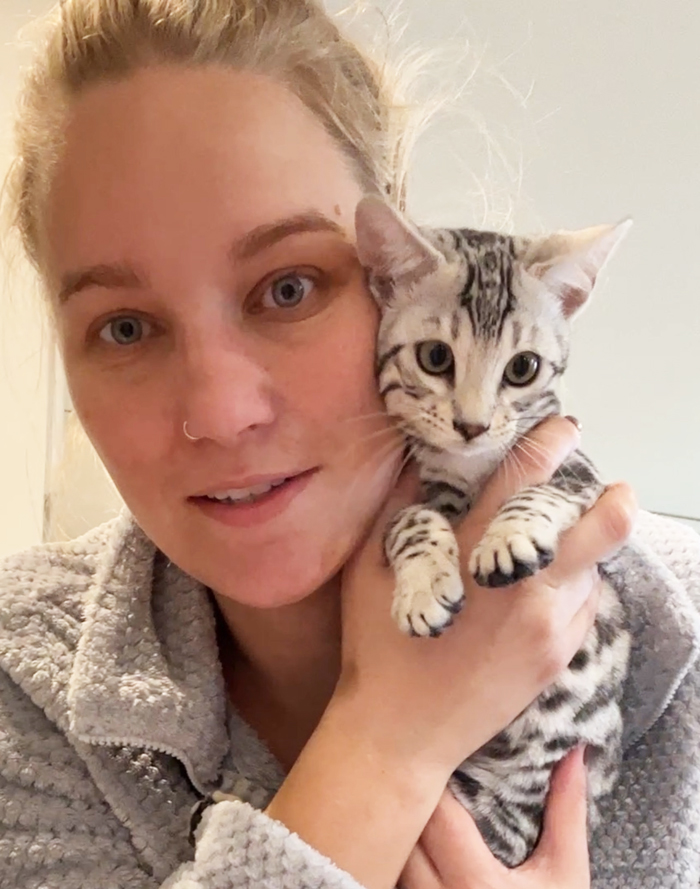 silver bengals for sale near me in texas dallas and austin area